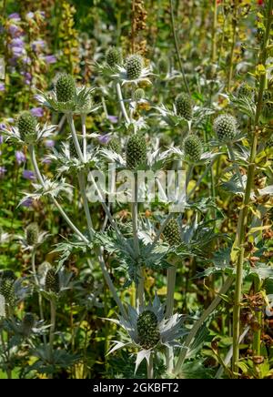 Close up of eryngium flowers sea holly in a garden border in summer England UK United Kingdom GB Great Britain Stock Photo