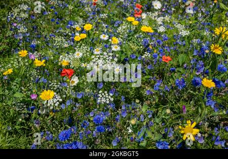 Close up of yellow corn marigolds white cow parsley and blue cornflowers wildflowers flowers in a garden border in summer England UK United Kingdom GB Stock Photo
