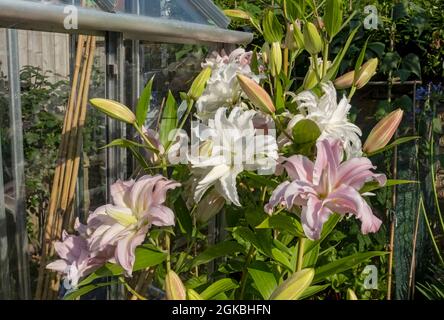 Close up of pink and white double oriental lily lilies flowers growing in the garden in summer England UK United Kingdom GB Great Britain Stock Photo