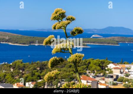 Agave americana in bloom with Hvar town in the background, Croatia Stock Photo