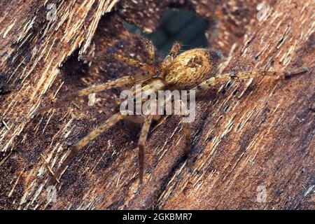 Buzzing spider (Anyphaena accentuata) at rest on tree bark. Tipperary, Ireland Stock Photo
