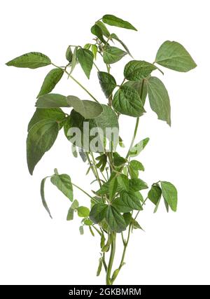 Green soybean bush isolated on white background. Stock Photo