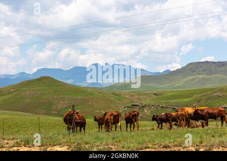 Cattle resting next to the fence on the foothills of the mountain Stock Photo