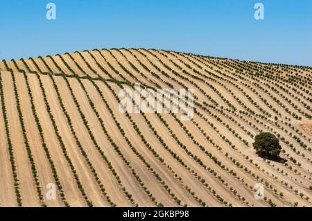 Olive Tree Fields in Spain Stock Photo