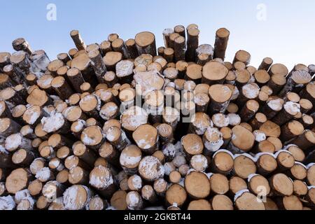 Pile of harvested wooden logs in forest, trees with blue sky above background Stock Photo