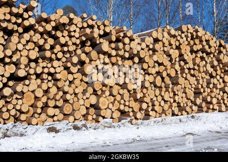 Pile of logged tree trunks. Sawn trees from the forest. Logging timber wood industry. Cut trees along a road prepared for transport. Stock Photo