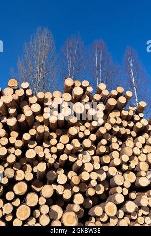 Pile of harvested wooden logs in forest, trees with blue sky above background Stock Photo