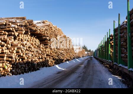 Log spruce trunks pile. Sawn trees from the forest. Logging timber wood industry. Cut trees along a road prepared for transport. Stock Photo