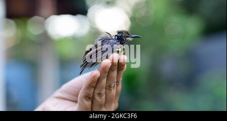 A newborn baby bird sitting on the edge of the fingers of a girl. Crimson-backed sunbird hatchling abandoned by parent birds, the concept of helping h Stock Photo