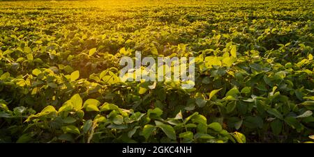 Closeup of green plants of soybean on field Stock Photo