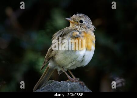 a small young robin perches on a stone and looks backwards Stock Photo