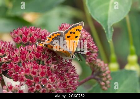Lycaena phlaeas, the small copper, American copper, or common copper, with wings half open feeding on garden plant, Achillea, Sussex, UK Stock Photo