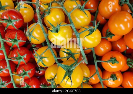 Close-up on a stack of red, yellow and orange cherry tomatoes side by side on a market stall. Stock Photo