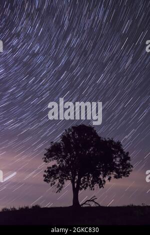 Pleiades, Seven Sisters, star cluster rising in the east leaving star trails, Pleiades left of tree, startrails, night sky, tree silhouette Stock Photo