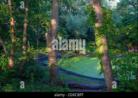 Pond on Hayes Common in Hayes, Kent, UK. Sunlight on the small pond and trees.. Hayes Common is in the Borough of Bromley.in Greater London. Stock Photo