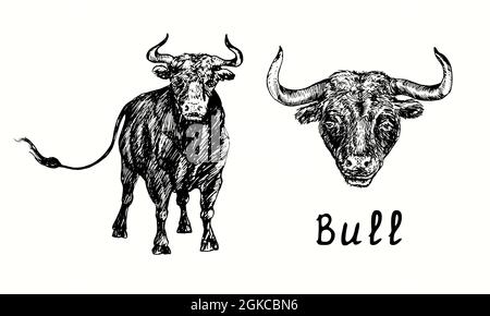 Hand drawn black bull collection, standing and head portrait, front view. Ink black and white drawing illustration Stock Photo