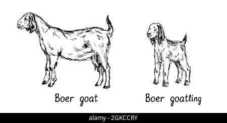 Boer goat and goatling standing side view. Ink black and white doodle drawing in woodcut style illustration Stock Photo