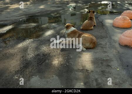 Stray dogs lie on dirty asphalt. Two red dogs. Pets are abandoned on the street. Stock Photo