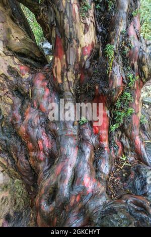 Wet and gnarled trunk of an ancient Yew tree, on a nature reserve in the Herefordshire UK countryside. May 2021 Stock Photo