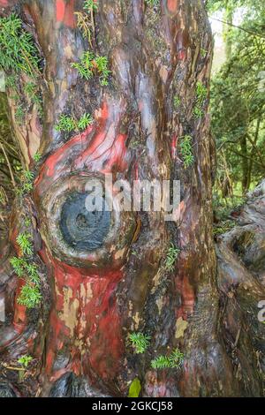 Wet and gnarled trunk of an ancient Yew tree, on a nature reserve in the Herefordshire UK countryside. May 2021 Stock Photo