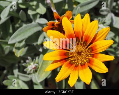 Yellow orange Gazania rigens blooming in the background of silver foliage. Clumping or treasure flower, is flowering plant in the family Asteraceae. Stock Photo