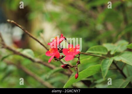 plants Stock Photo