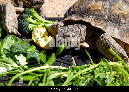 Louise, a 23-year old ambassador tortoise, eats vegetables in her ...