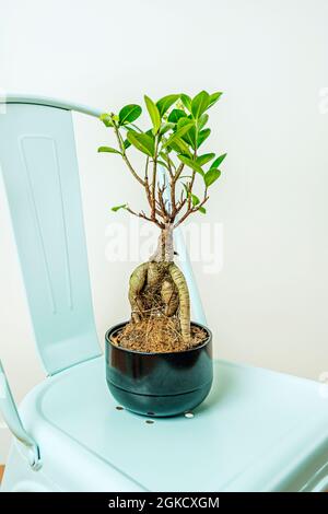 Bonsai with black pot on sky blue deck chair and white background Stock Photo