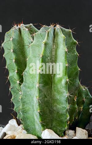 Beautiful green cereus cactus with white stones at the base in black environment Stock Photo