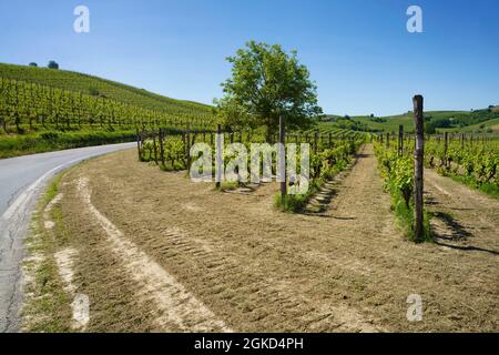 Vineyards of Monferrato near Mombaruzzo, Asti province, Piedmont, Italy, at springtime Stock Photo