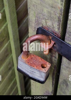 A rusty corroded padlock on a wooden shed door Stock Photo