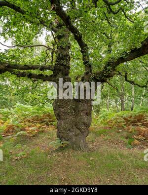 Ancient oak tree in a wood in summer Stock Photo