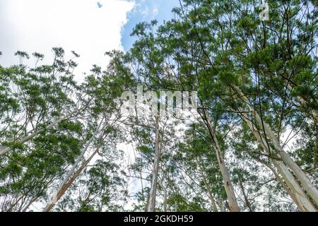 Forest grove. Trees in a park on the island of Sri Lanka. Stock Photo