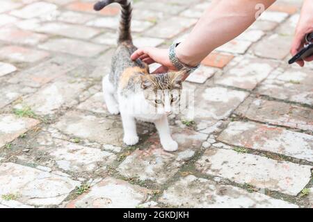 A man strokes with his hand a homeless cute kitten on the street. The concept of trust, loving and caring for animals and pets. Cats in an urban Stock Photo
