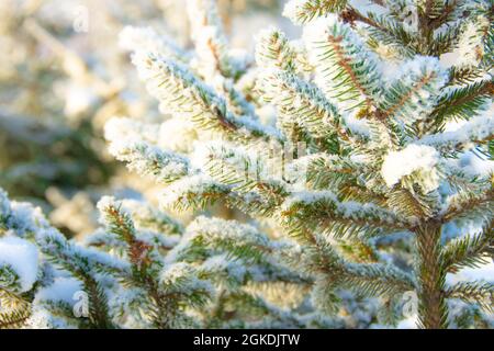 Coniferous branches covered first snow with hoarfrost. Close up Stock Photo