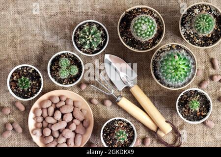 Cactus and succulent plants collection in small paper cups. Home garden. Flat lay, top view Stock Photo