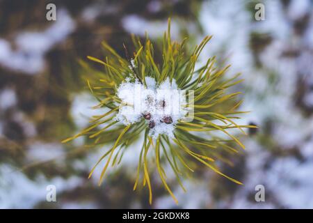 Young pine tree growing on meadow in winter covered with snow, top view Stock Photo