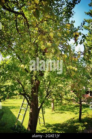 old big lime tree with gnarled branches, rural landscape Stock Photo