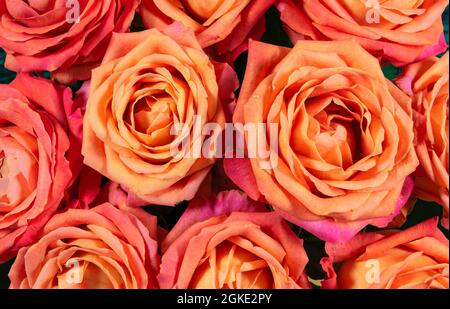 Beautiful orange roses background. Stock Photo