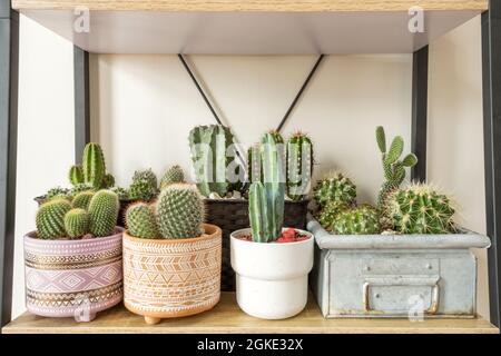 Group of assorted cactus, like barrel cactus, matucana, grusonii, green cereus, opuntia microdasys on a wooden shelf. Decorative indoor plants Stock Photo
