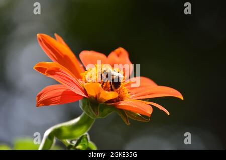 Macro up close bumble bee pollinating Mexican sunflower, Tithonia Rotundifolia, torch variety. Background blurred Stock Photo