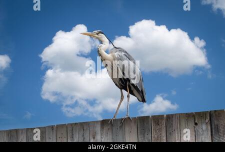 Great blue heron standing on wall against blue sky. Stock Photo