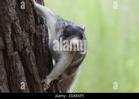 Southern Fox Squirrel clinging to tree trunk Stock Photo