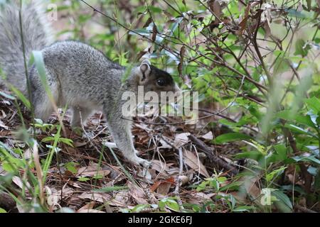 Southern Fox Squirrel on ground among leaves Stock Photo