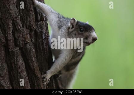 Southern Fox Squirrel clinging to tree trunk Stock Photo