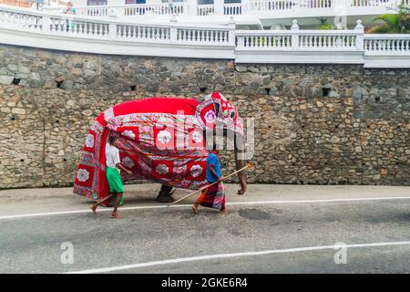 KANDY, SRI LANKA - JULY 19, 2016: Decorated elephant on a street of Kandy during Poya Full Moon holiday. Stock Photo