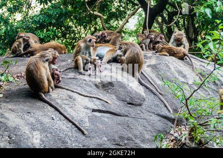 Macaques near Dambulla cave temple, Sri Lanka Stock Photo