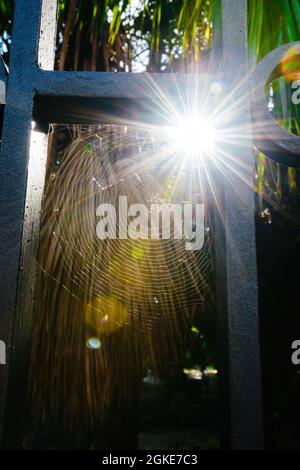 view through spider net on a steel fence of palm tree leaves and sunlight flare Stock Photo