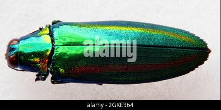 macro jade green jewel beetle on white background Stock Photo