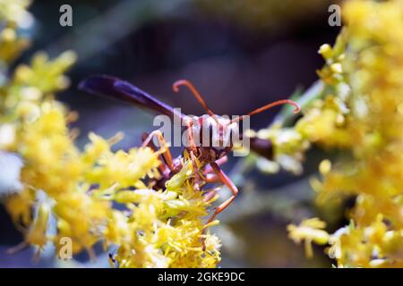 Macro Red Paper Wasp Polistes carolina on yellow Goldenrod on sunny day Stock Photo